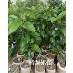 酪梨果苗 , 東平種苗園