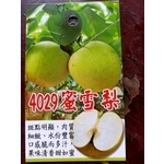 蜜雪梨 , 東平種苗園