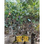 蜜棗 , 東平種苗園