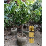 龍眼樹 , 東平種苗園