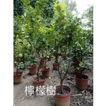 檸檬樹 , 東平種苗園