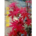 日本出猩猩紅楓