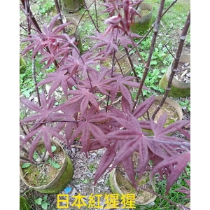 日本紅猩猩楓樹 , 東平種苗園