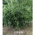 日本垂梅 , 東平種苗園