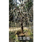 白支垂梅 , 東平種苗園