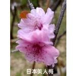 日本美人梅 , 東平種苗園