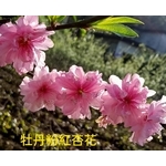 牡丹粉紅杏花 , 東平種苗園