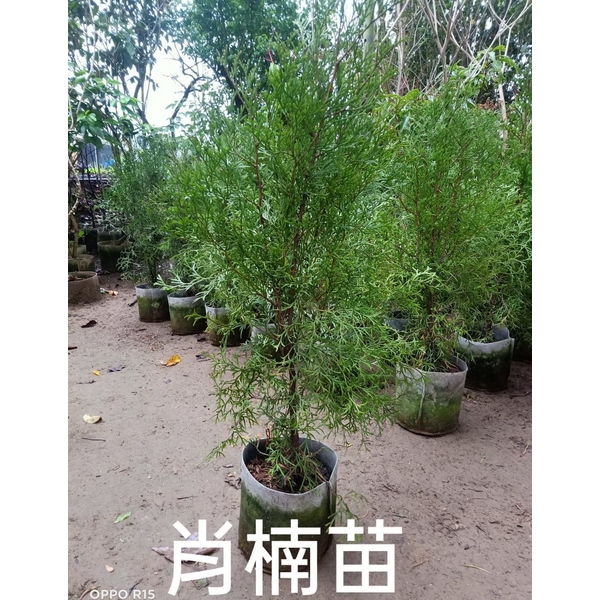 肖楠-東平種苗園