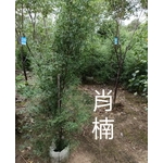 肖楠 , 東平種苗園