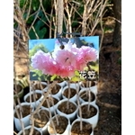 花笠 , 東平種苗園