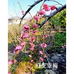 紅支垂梅 , 東平種苗園