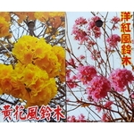 風鈴木 , 東平種苗園