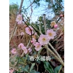 香水國梅 , 東平種苗園