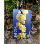 素心蠟梅 , 東平種苗園