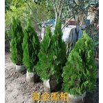 黃金扁柏