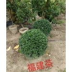 福建茶 , 東平種苗園