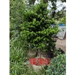 羅漢松 , 東平種苗園