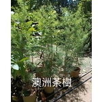 澳洲茶樹 , 東平種苗園