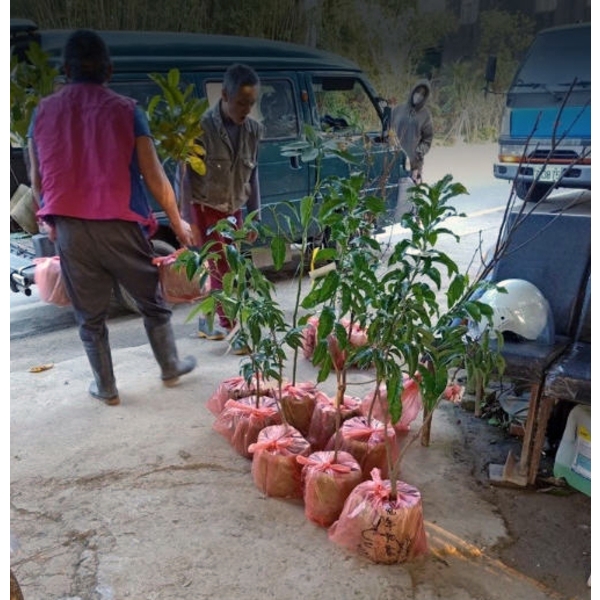 苗木運送,東平種苗園