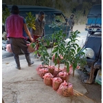 苗木運送 - 東平種苗園