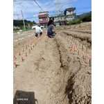 苗木架接