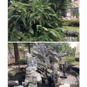 景觀魚塘清淤修整前(後)