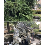 景觀魚塘清淤修整前(後) - 澄明環境清潔股份有限公司