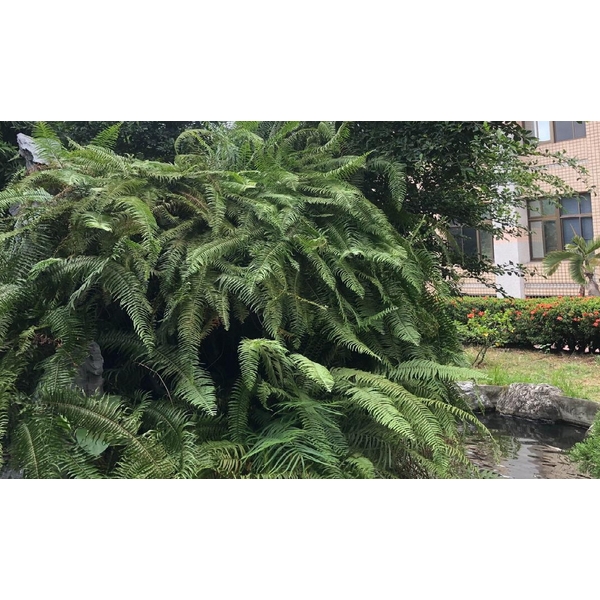 景觀魚塘清淤修整前(後)-澄明環境清潔股份有限公司