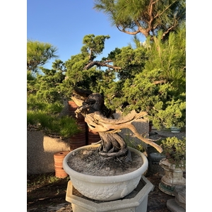 庭園樹,清宏造園