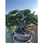 庭園樹 , 清宏造園