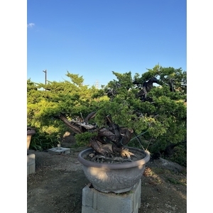 庭園樹,清宏造園