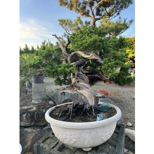 庭園樹,清宏造園