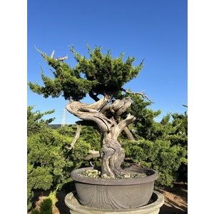 庭園樹,清宏造園