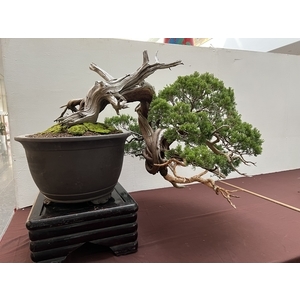 庭園樹,清宏造園