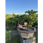 庭園樹 , 清宏造園