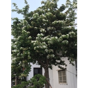 園區景緻,清宏造園