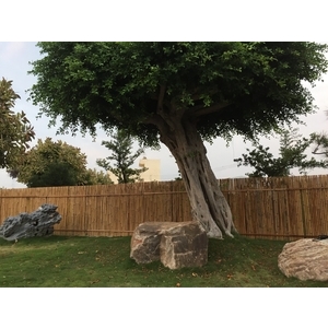 園區景緻,清宏造園