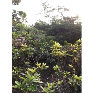 園區景緻,清宏造園