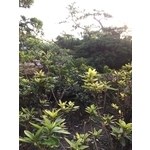 園區景緻 , 清宏造園