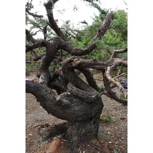 盆材 / 半庭園樹,清宏造園