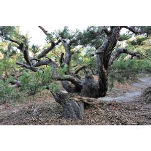 盆材 / 半庭園樹,清宏造園