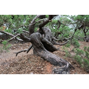 盆材 / 半庭園樹,清宏造園