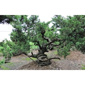 盆材 / 半庭園樹,清宏造園