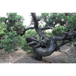 盆材 / 半庭園樹,清宏造園