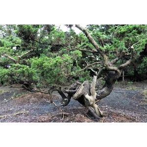 盆材 / 半庭園樹,清宏造園