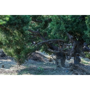 盆材 / 半庭園樹,清宏造園