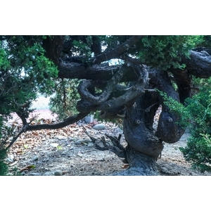 盆材 / 半庭園樹,清宏造園