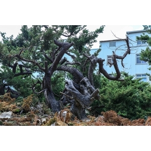 盆材 / 半庭園樹,清宏造園