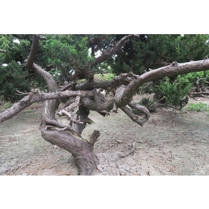 盆材 / 半庭園樹,清宏造園