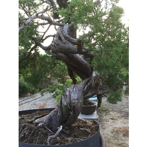 盆材 / 半庭園樹,清宏造園